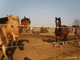 Les chevaux avec en arrière-plan le Haut du Tot